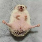 Размещение интеграции в Telegram. Логотип Телеграм канала "ёжики🦔" Размещение интеграции в Telegram. Логотип Телеграм канала @hedgehogiki