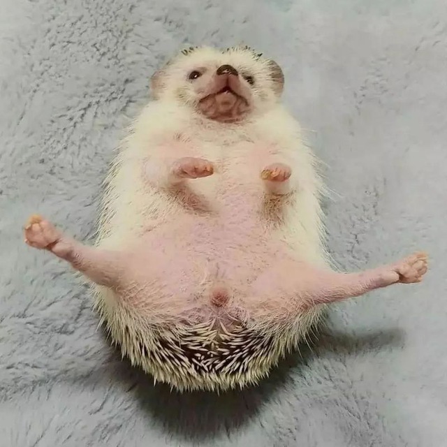 Размещение интеграции в Telegram. Логотип Телеграм канала "ёжики🦔" Размещение интеграции в Telegram. Логотип Телеграм канала @hedgehogiki