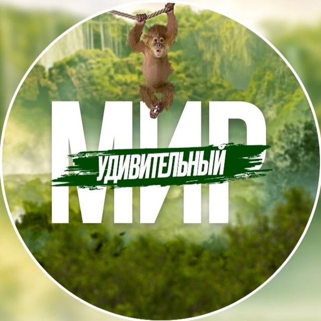 Размещение интеграции в Telegram. Логотип Телеграм канала "Удивительный Мир 🏝" Размещение интеграции в Telegram. Логотип Телеграм канала @travelmir_tg