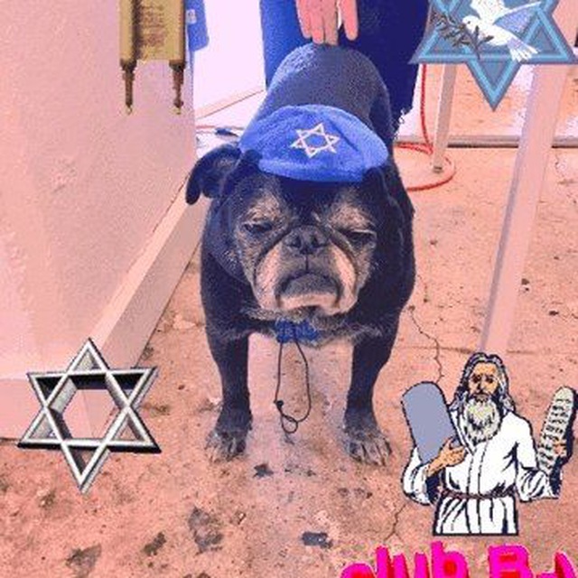 Размещение интеграции в Telegram. Логотип Телеграм канала "✡️ еврейские анекдоты и мопсы ✡️" Размещение интеграции в Telegram. Логотип Телеграм канала @jewishpugs